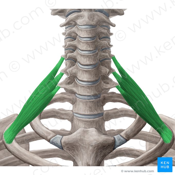 Scalenus posterior muscle (Musculus scalenus posterior); Image: Yousun Koh