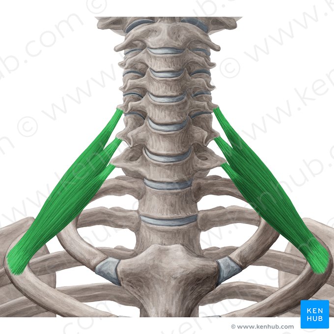 Musculus scalenus posterior (Hinterer Treppenmuskel); Bild: Yousun Koh