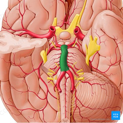 Artéria basilar (Arteria basilaris); Imagem: Paul Kim