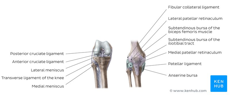 Anatomy of the knee joint - anterior and posterior views