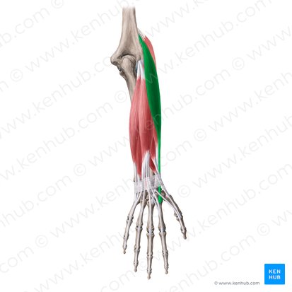 Músculo extensor radial largo del carpo (Musculus extensor carpi radialis longus); Imagen: Yousun Koh