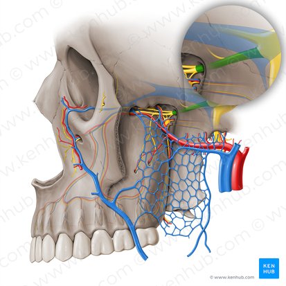 Nervo maxilar (Nervus maxillaris); Imagem: Paul Kim