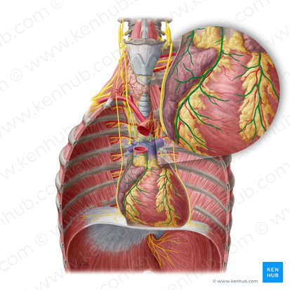 Plexus cardiacus (Herzgeflecht); Bild: Yousun Koh