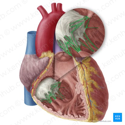 Cordas tendíneas da valva tricúspide (Chordae tendineae valvae atrioventricularis dextrae); Imagem: Yousun Koh