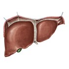 Anterior view of the liver