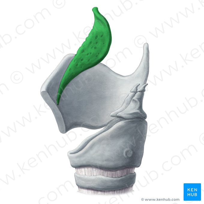 Cartilage épiglottique (Cartilago epiglottica); Image : Yousun Koh