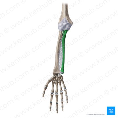 Ulna; Image : Yousun Koh