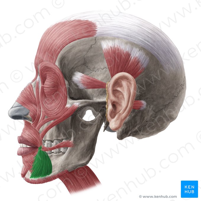 Músculo abaixador do ângulo da boca (Musculus depressor anguli oris); Imagem: Yousun Koh