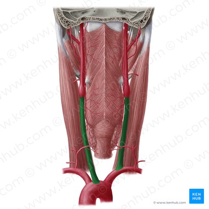Arteria carotis communis (Gemeinsame Halsschlagader); Bild: Yousun Koh