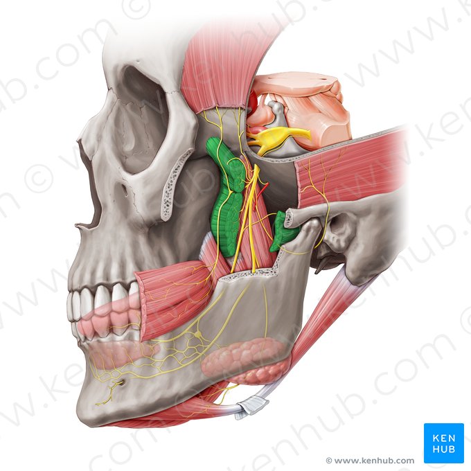 Músculo pterigóideo lateral (Musculus pterygoideus lateralis); Imagem: Paul Kim