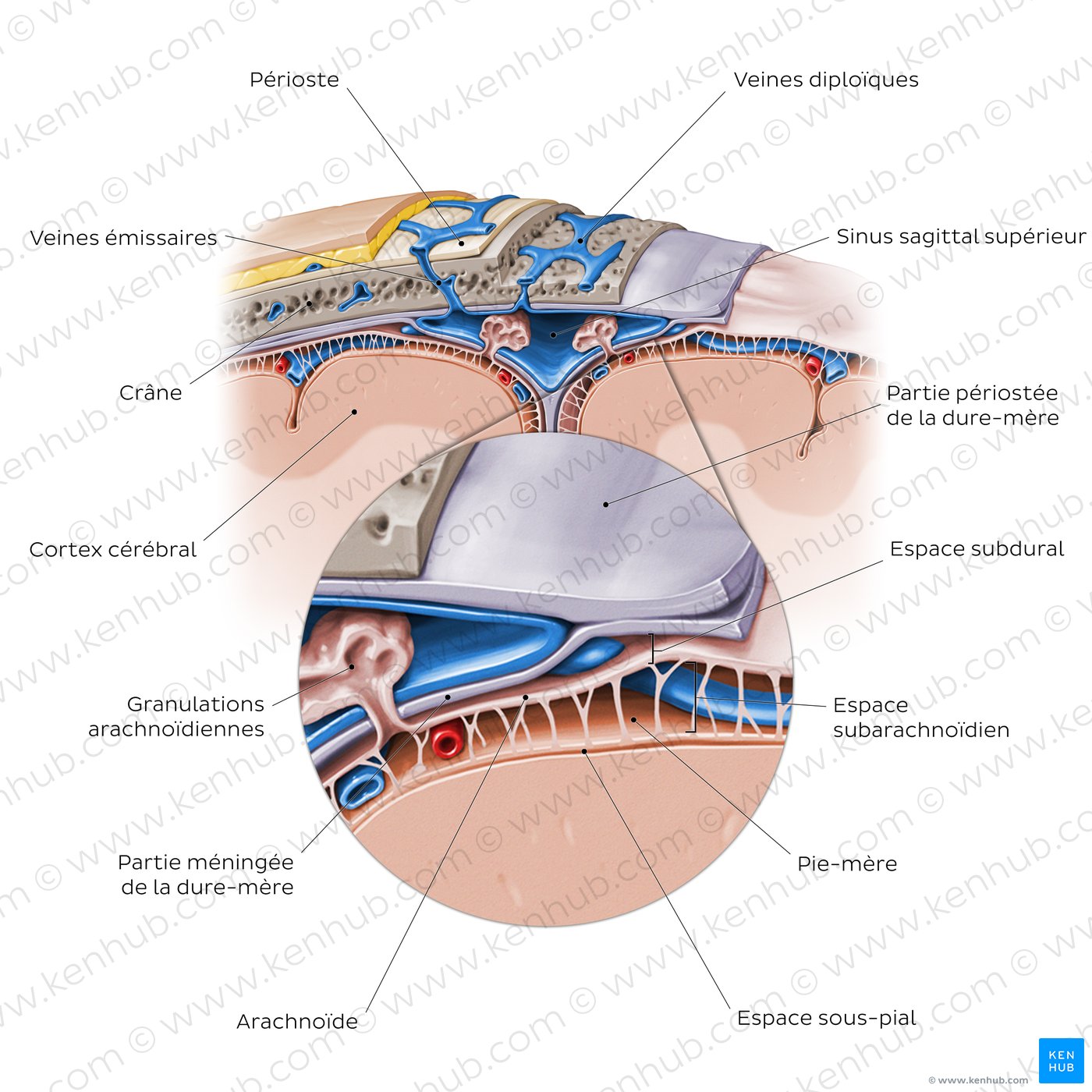 Méninges du cerveau (section coronale)