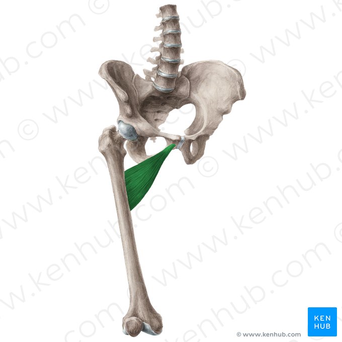 Musculus adductor brevis (Kurzer Oberschenkelanzieher); Bild: Liene Znotina