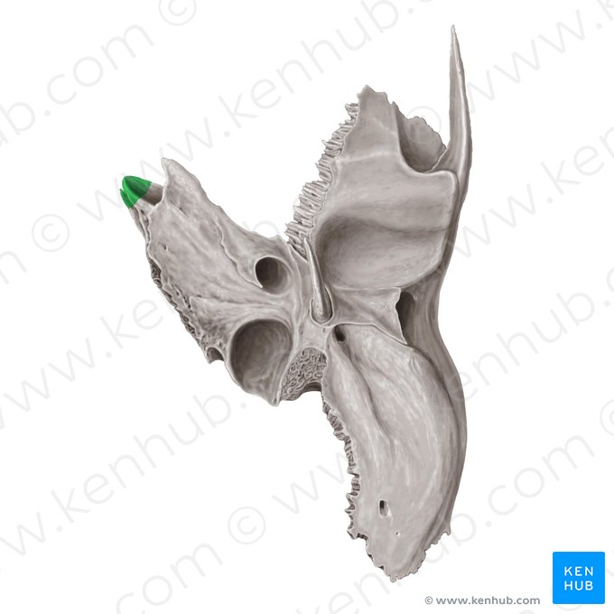 Vértice de la porción petrosa del hueso temporal (Apex partis petrosae ossis temporalis); Imagen: Samantha Zimmerman