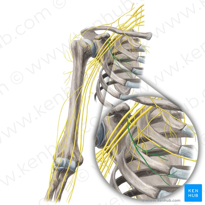 Nervio pectoral lateral (Nervus pectoralis lateralis); Imagen: Yousun Koh