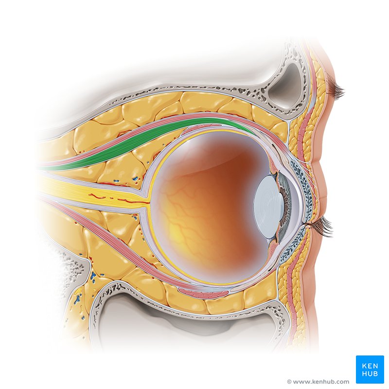 Superior rectus muscle