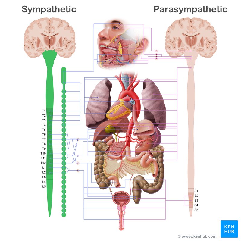 Sympathetic nervous system anatomy