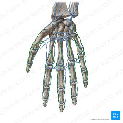 Palmar digital veins (Venae digitales palmares); Image: Yousun Koh