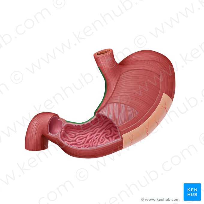 Lesser curvature of stomach (Curvatura minor gastris); Image: Paul Kim