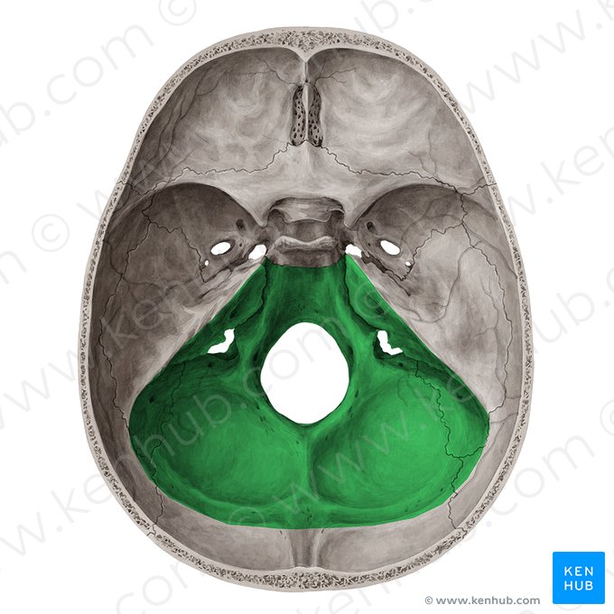 Fossa posterior do crânio (Fossa posterior cranii); Imagem: Yousun Koh