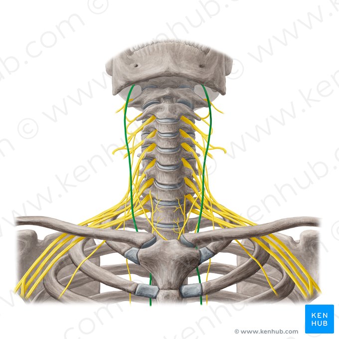 Nervus vagus (Vagusnerv); Bild: Yousun Koh