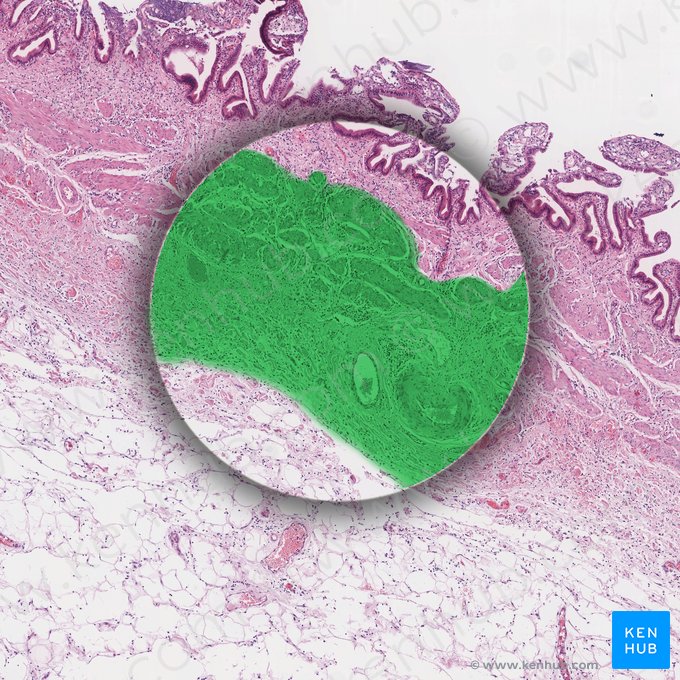 Capa muscular (Tunica muscularis); Imagen: 