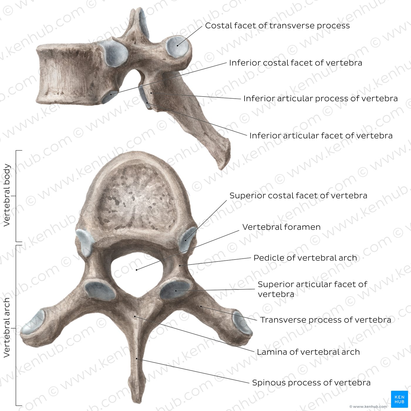 What are the main functions of back muscles? - Quora