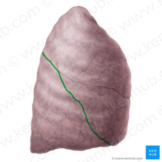 Fissura oblíqua do pulmão (Fissura obliqua pulmonis); Imagem: Yousun Koh