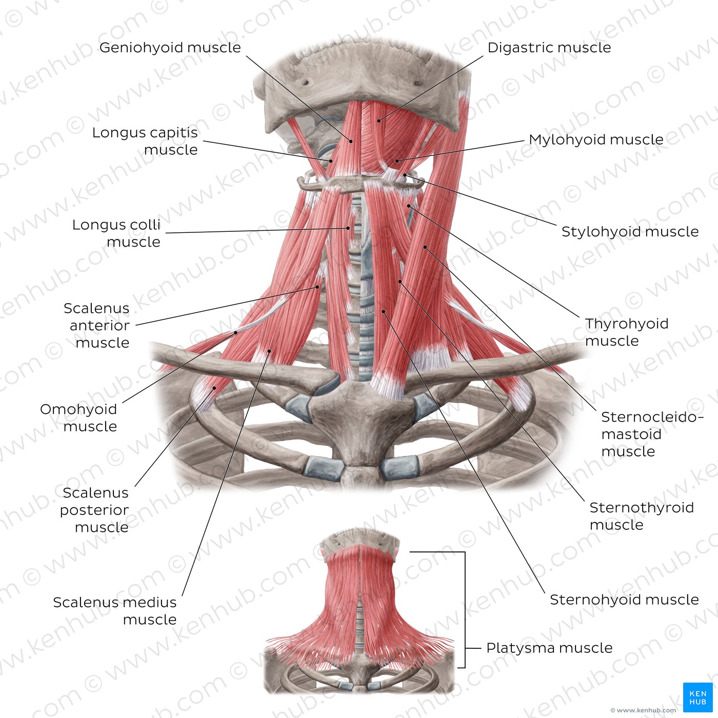 Muscles of the anterior neck
