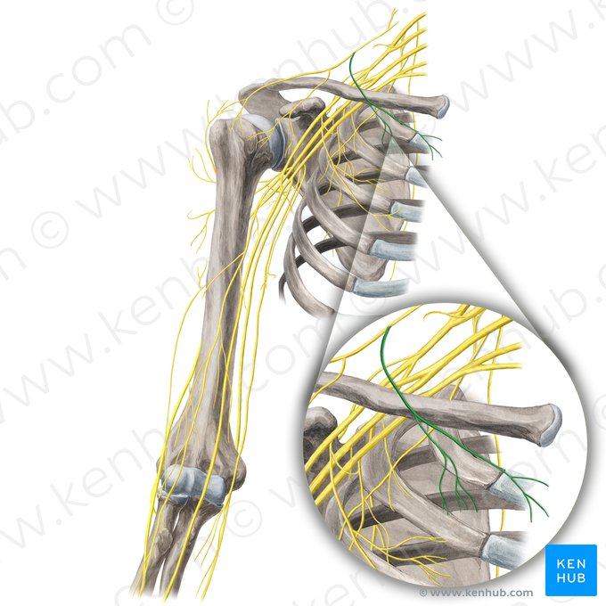 Nervios supraclaviculares mediales (Nervi supraclaviculares mediales); Imagen: Yousun Koh