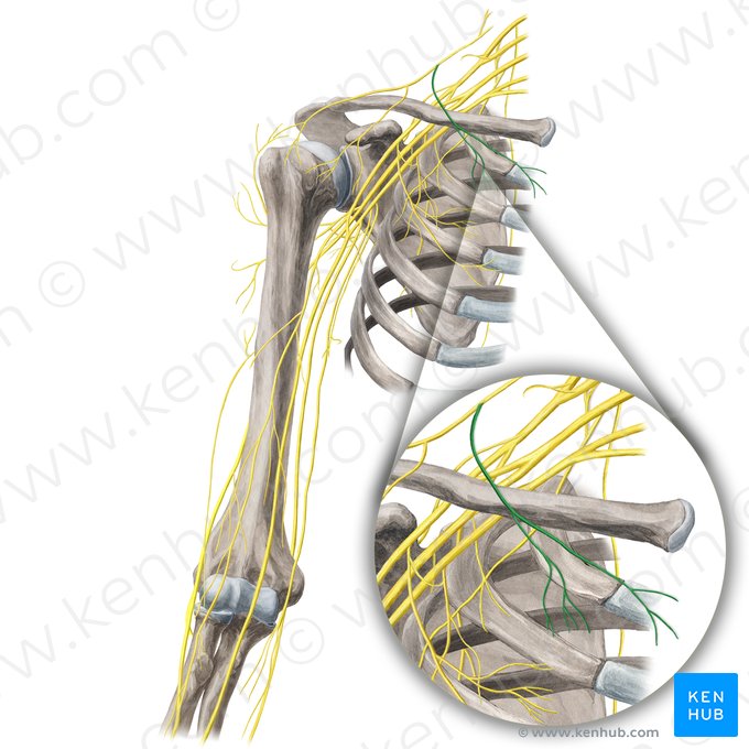 Nerfs supraclaviculaires médiales (Nervi supraclaviculares mediales); Image : Yousun Koh