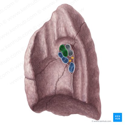 Arteria pulmonar derecha (Arteria pulmonalis dextra); Imagen: Yousun Koh