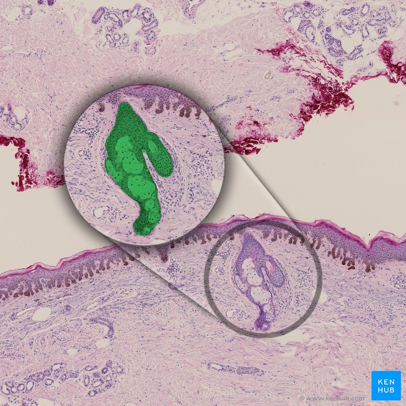 Sebaceous gland - histological slide