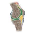 Articular cartilage