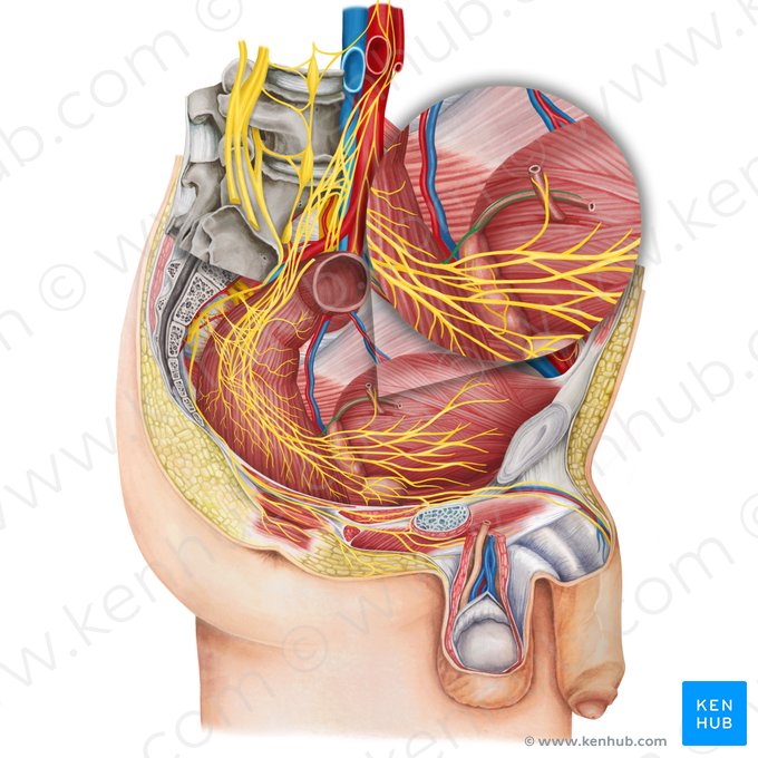 Plexo deferencial (Plexus deferentialis); Imagen: Irina Münstermann