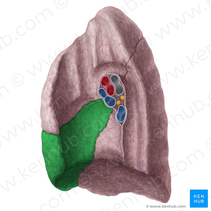 Lobus medius pulmonis dextri (Mittellappen der rechten Lunge); Bild: Yousun Koh