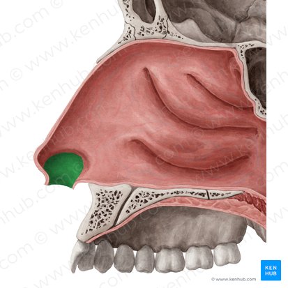 Nasal vestibule (Vestibulum nasi); Image: Yousun Koh