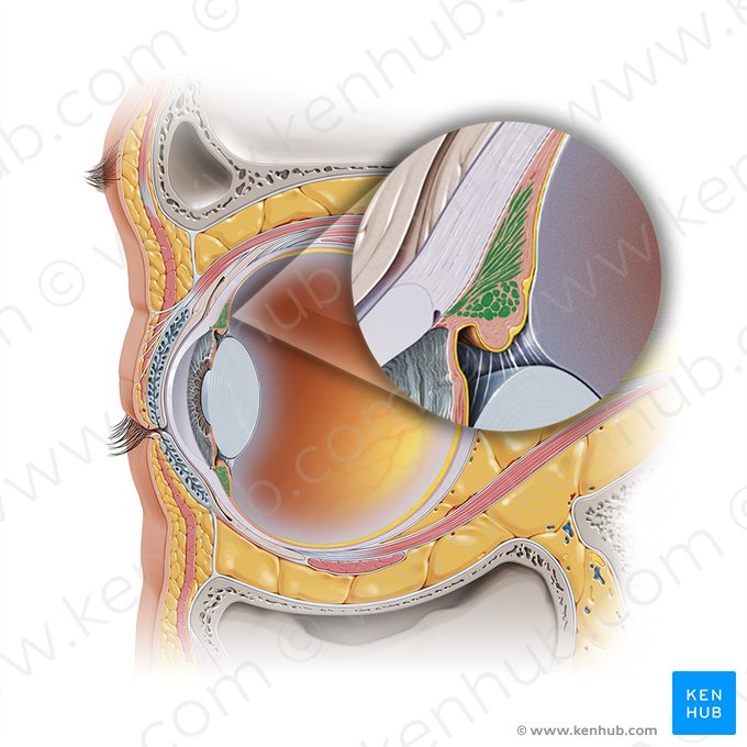 Ciliary muscle (Musculus ciliaris); Image: Paul Kim