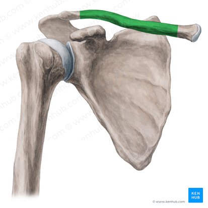 Corpo da clavícula (Corpus claviculae); Imagem: Yousun Koh