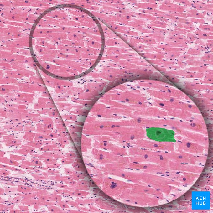 Cardiomiocito (Cardiomyocytus); Imagen: 