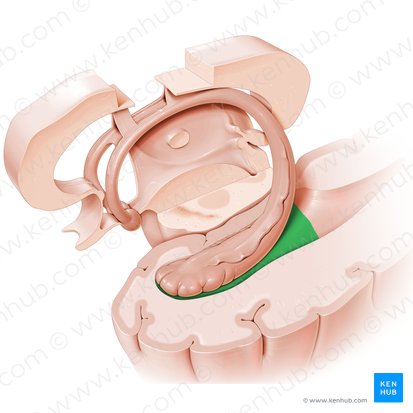 Temporal horn of lateral ventricle (Cornu temporale ventriculi lateralis); Image: Paul Kim