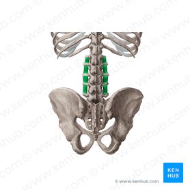 Músculos intertransversos lumbares laterales (Musculi intertransversarii laterales lumborum); Imagen: 