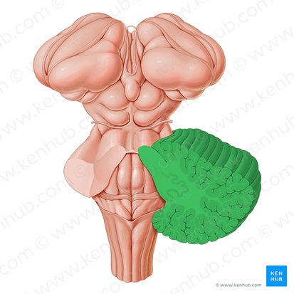 Cerebellum; Image: Paul Kim