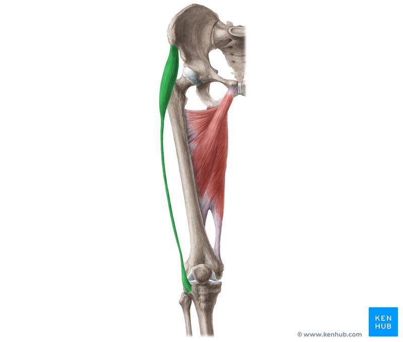 Tensor da fáscia lata: Anatomia, origem, inserção e ação