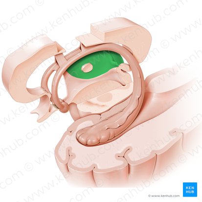 Tálamo (Thalamus); Imagen: Paul Kim