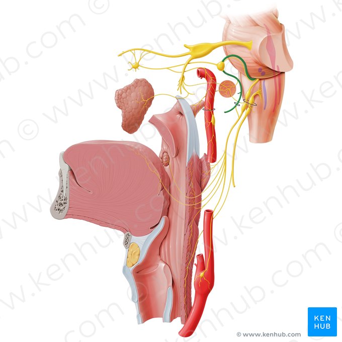 Nervo facial (Nervus facialis); Imagem: Paul Kim