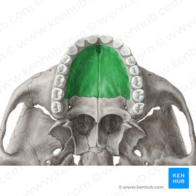 Palatine process of maxilla (Processus palatinus maxillae); Image: Yousun Koh