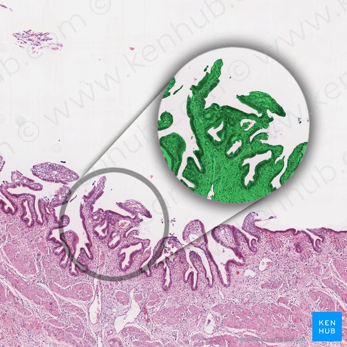 Pliegues de la mucosa (Plicae mucosae); Imagen: 