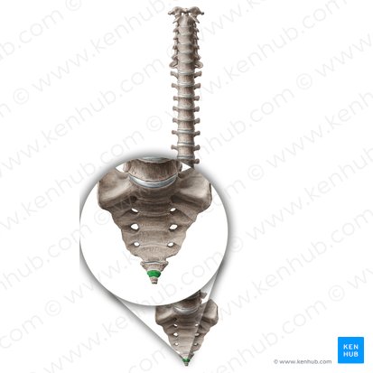 Vertebra Co2; Image: Paul Kim