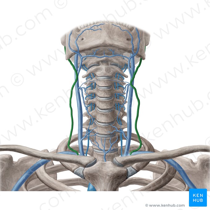External jugular vein (Vena jugularis externa); Image: Yousun Koh