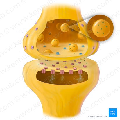 Neurotransmitters (Neurotransmittens); Image: Tal Bavli Ziv